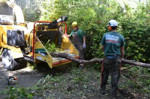 tree services Flagler Estates